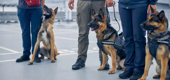 Guardia de seguridad con perro entrenado K-9 - Imagen 2