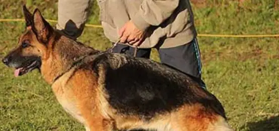 Guardia de seguridad con perro entrenado K-9 - Imagen 3