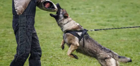 Guardia de seguridad con perro entrenado K-9 - Imagen 1